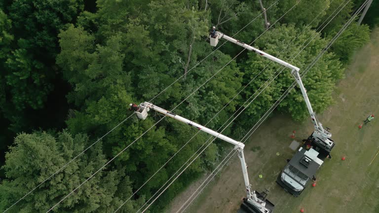 Best Utility Line Clearance  in Leonardtown, MD