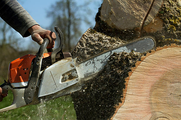 Best Stump Grinding and Removal  in Leonardtown, MD